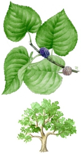 Gelso