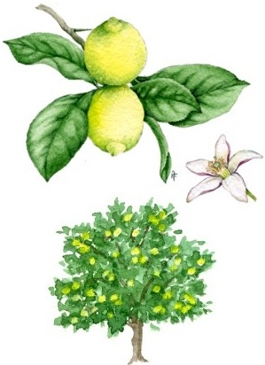 Limone