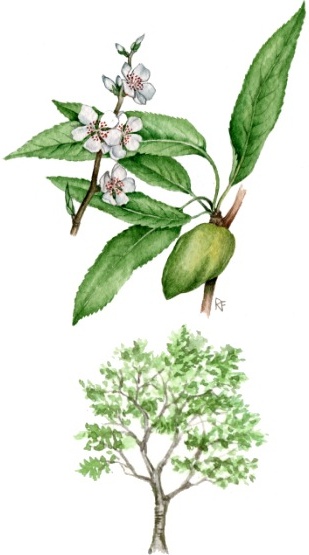 Mandorlo