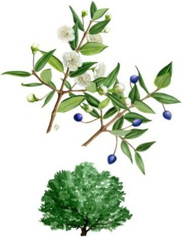 Mirto