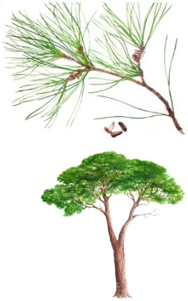Pino domestico