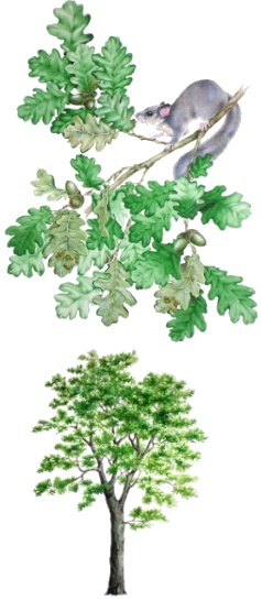 Roverella