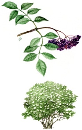 Sambuco