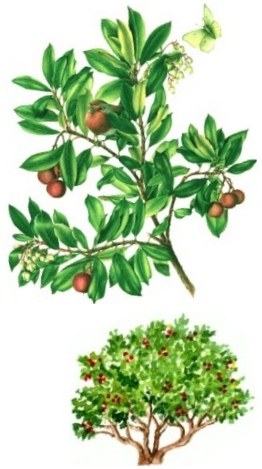 Corbezzolo