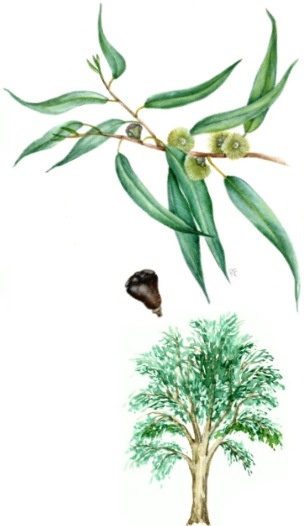 Eucalipto