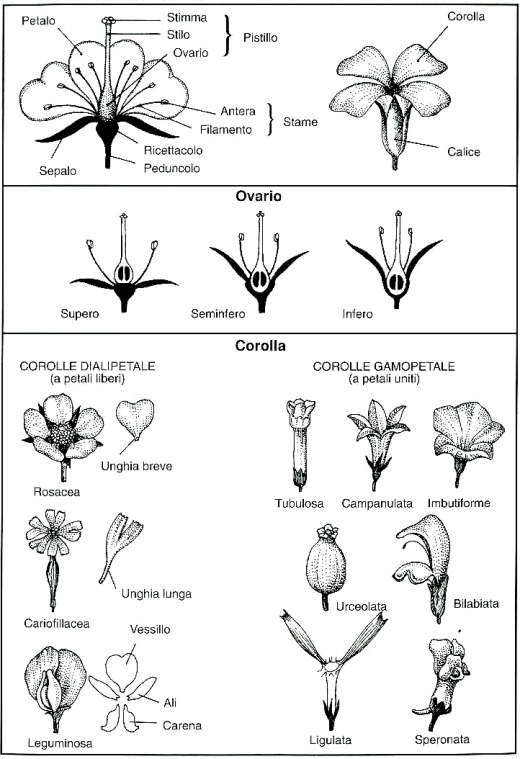 Nomenclatura del fiore