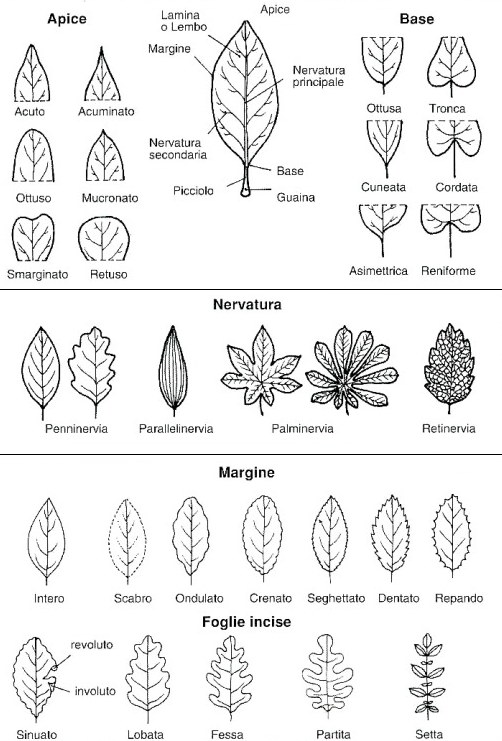 Nomenclatura della foglia - 1