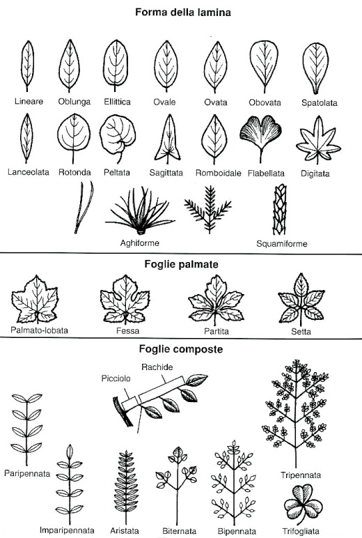 Nomenclatura della foglia - 2