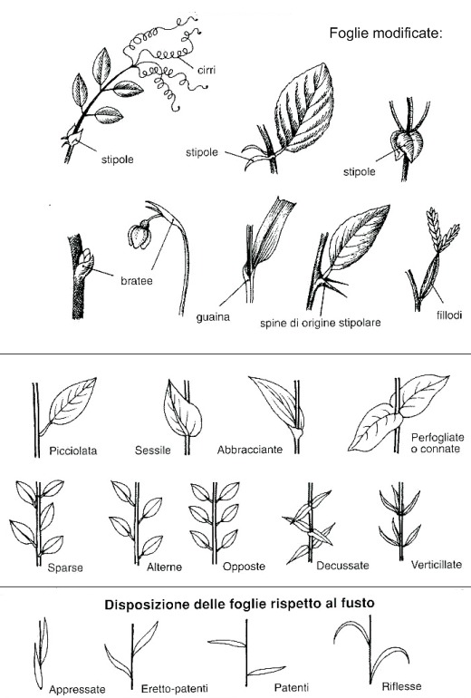 Nomenclatura della foglia - 3