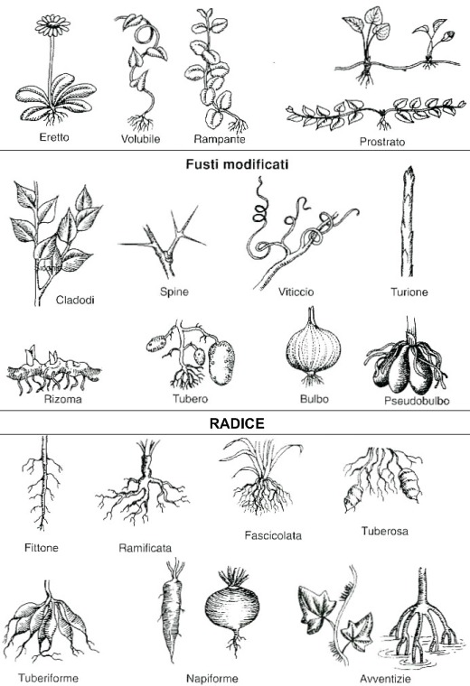 Nomenclatura di fusto e radice