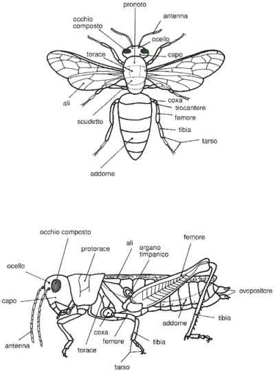 Morfologia degli insetti