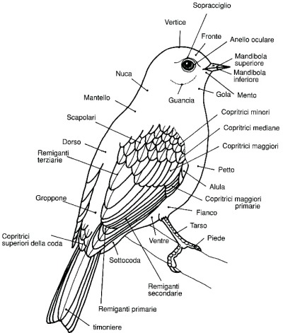 Morfologia degli uccelli
